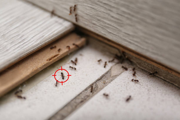 Best Pest Removal Services  in Christiana, TN
